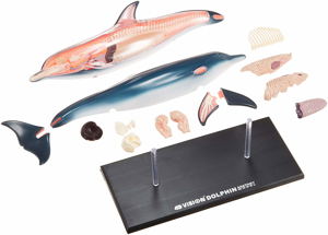 4D VISION Animal Dissection No. 07: Dolphin Anatomy Model (Re-run)_