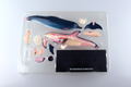4D VISION Animal Dissection No. 07: Dolphin Anatomy Model (Re-run) thumbnail 10
