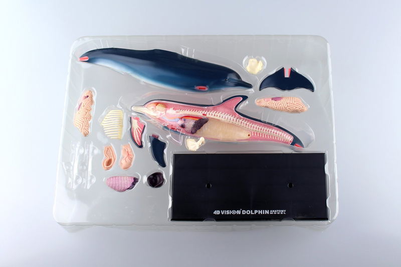 4D VISION Animal Dissection No. 07: Dolphin Anatomy Model (Re-run) image 10