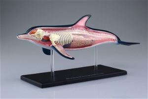 4D VISION Animal Dissection No. 07: Dolphin Anatomy Model (Re-run)