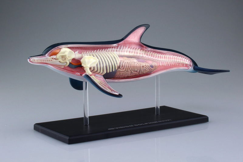 4D VISION Animal Dissection No. 07: Dolphin Anatomy Model (Re-run) image 2
