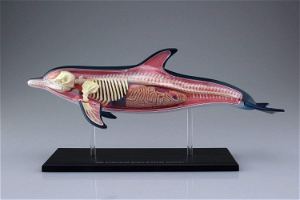 4D VISION Animal Dissection No. 07: Dolphin Anatomy Model (Re-run)