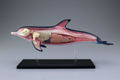 4D VISION Animal Dissection No. 07: Dolphin Anatomy Model (Re-run) thumbnail 3