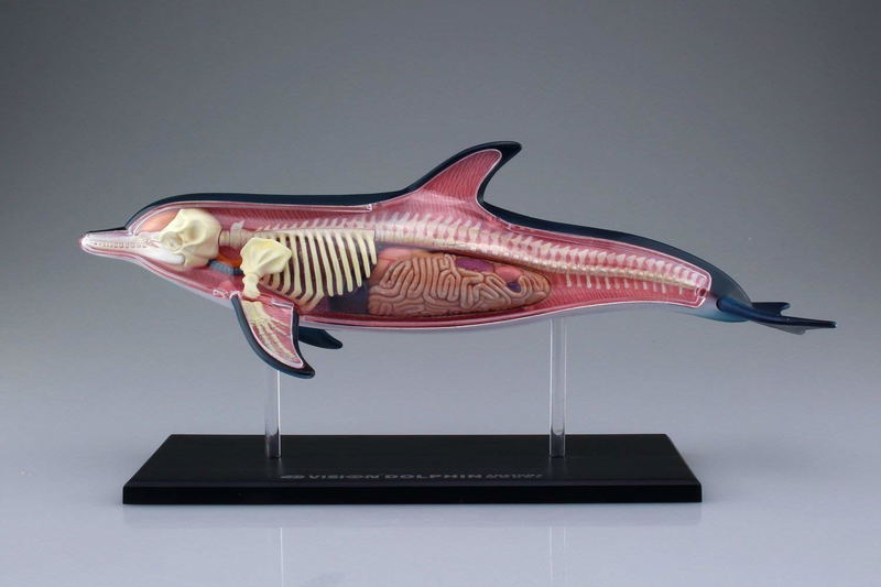 4D VISION Animal Dissection No. 07: Dolphin Anatomy Model (Re-run) image 3