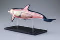 4D VISION Animal Dissection No. 07: Dolphin Anatomy Model (Re-run) thumbnail 4