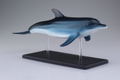 4D VISION Animal Dissection No. 07: Dolphin Anatomy Model (Re-run) thumbnail 7