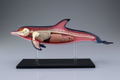 4D VISION Animal Dissection No. 07: Dolphin Anatomy Model (Re-run) thumbnail 8