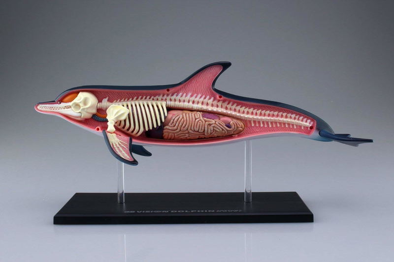 4D VISION Animal Dissection No. 07: Dolphin Anatomy Model (Re-run) image 8