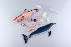 4D VISION Animal Dissection No. 07: Dolphin Anatomy Model (Re-run)_