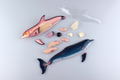 4D VISION Animal Dissection No. 07: Dolphin Anatomy Model (Re-run) thumbnail 9