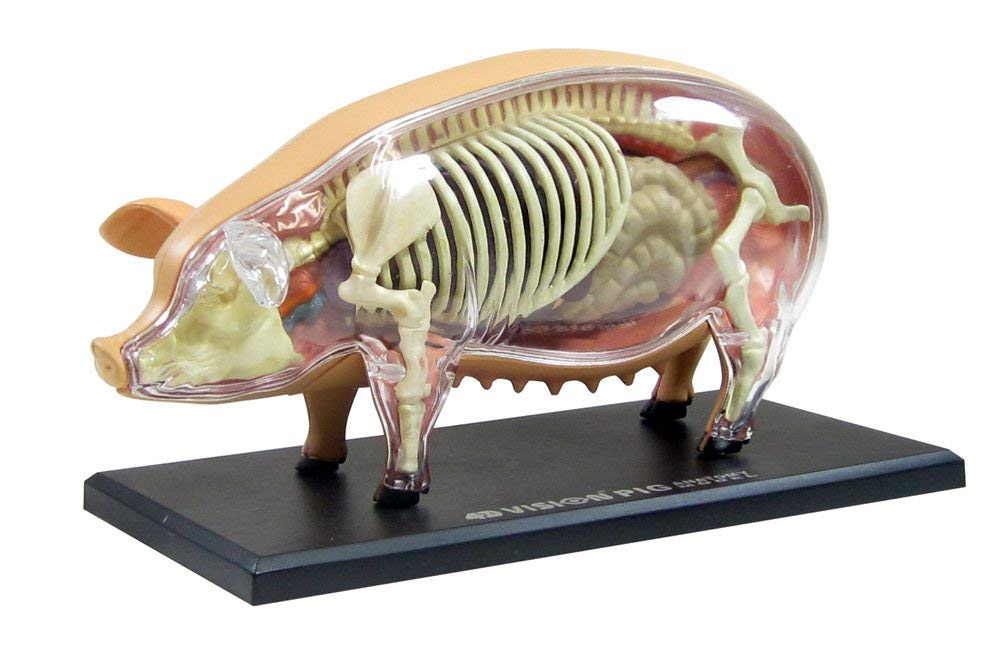 4D VISION Animal Dissection No. 01: Pig Anatomy Model (Re-run)