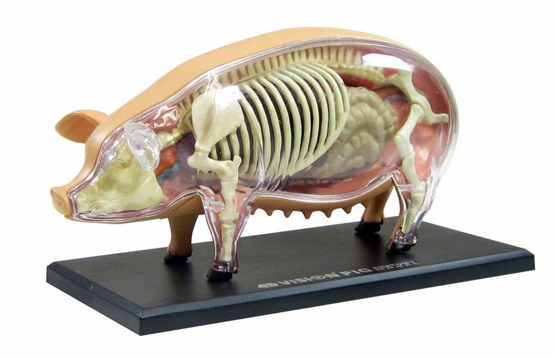 4D VISION Animal Dissection No. 01: Pig Anatomy Model (Re-run) image 1