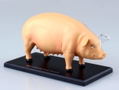 4D VISION Animal Dissection No. 01: Pig Anatomy Model (Re-run) thumbnail 2