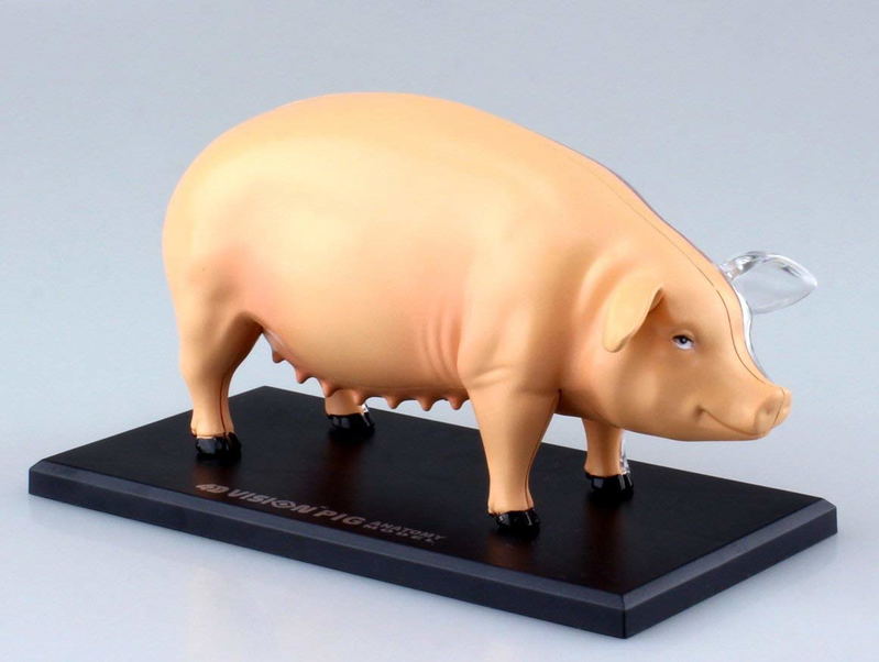 4D VISION Animal Dissection No. 01: Pig Anatomy Model (Re-run) image 2