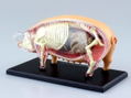 4D VISION Animal Dissection No. 01: Pig Anatomy Model (Re-run) thumbnail 3