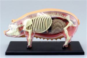 4D VISION Animal Dissection No. 01: Pig Anatomy Model (Re-run)