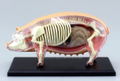 4D VISION Animal Dissection No. 01: Pig Anatomy Model (Re-run) thumbnail 4
