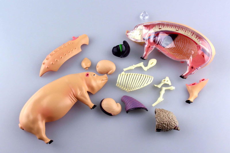 4D VISION Animal Dissection No. 01: Pig Anatomy Model (Re-run) image 5