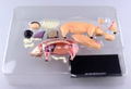 4D VISION Animal Dissection No. 01: Pig Anatomy Model (Re-run) thumbnail 6