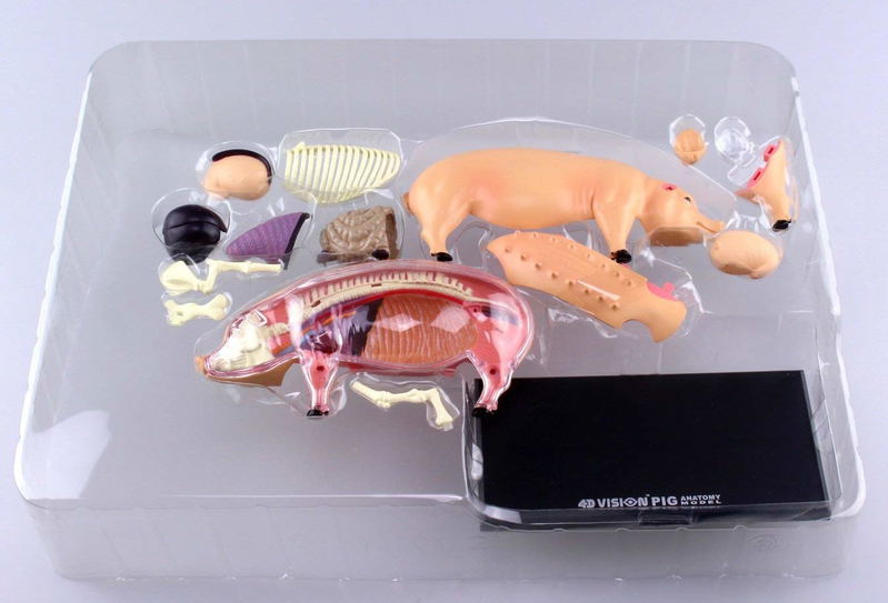 4D VISION Animal Dissection No. 01: Pig Anatomy Model (Re-run) image 6