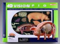 4D VISION Animal Dissection No. 01: Pig Anatomy Model (Re-run) thumbnail 7