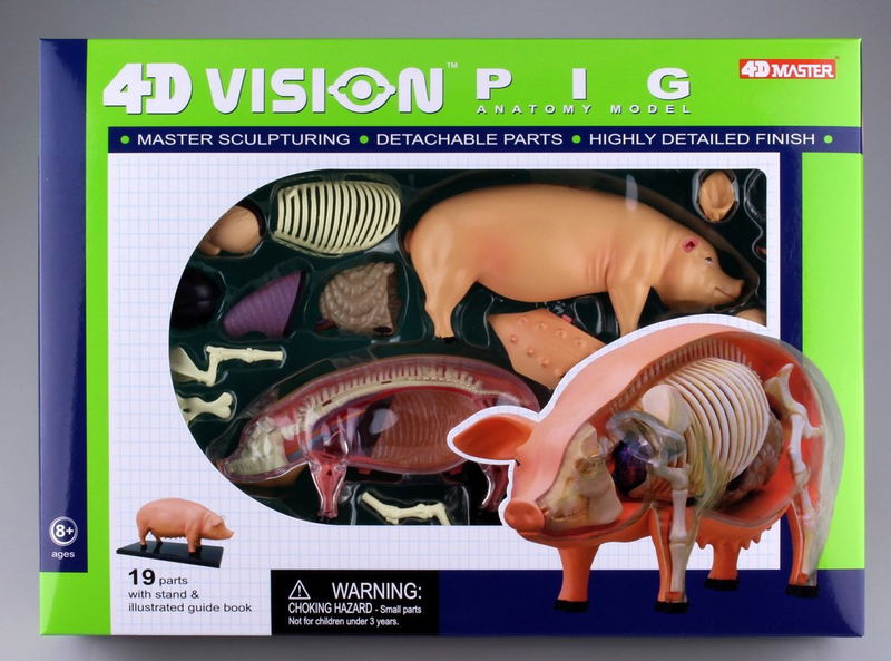 4D VISION Animal Dissection No. 01: Pig Anatomy Model (Re-run) image 7