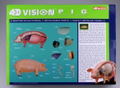 4D VISION Animal Dissection No. 01: Pig Anatomy Model (Re-run) thumbnail 8