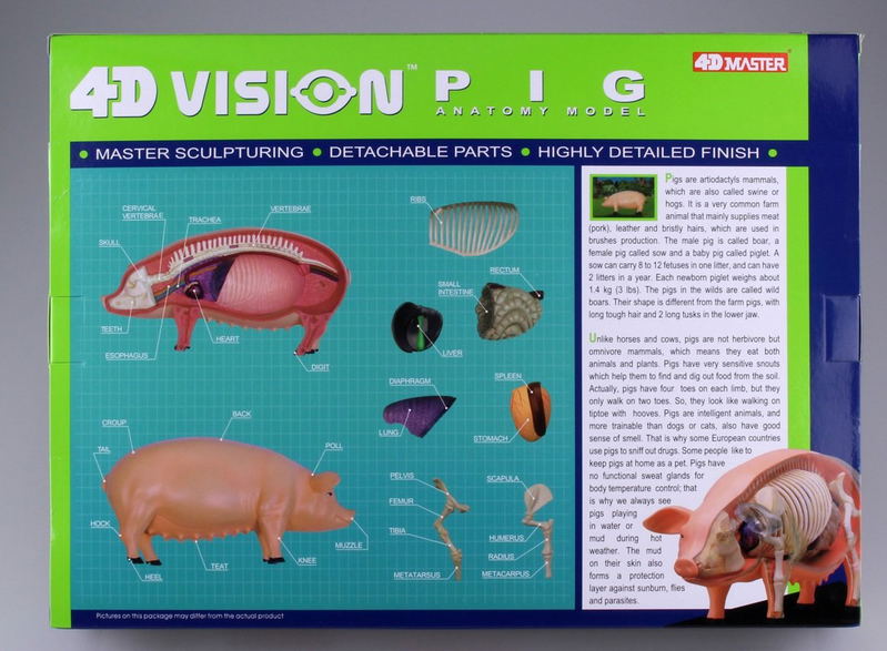 4D VISION Animal Dissection No. 01: Pig Anatomy Model (Re-run) image 8