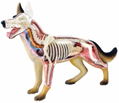 4D VISION Animal Dissection No. 18: Dog Anatomy Model (Re-run) thumbnail 1