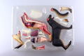 4D VISION Animal Dissection No. 18: Dog Anatomy Model (Re-run) thumbnail 10