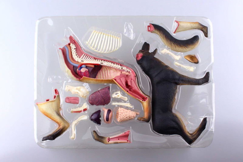 4D VISION Animal Dissection No. 18: Dog Anatomy Model (Re-run) image 10
