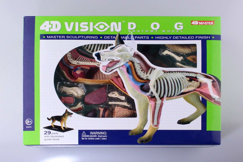 4D VISION Animal Dissection No. 18: Dog Anatomy Model (Re-run) image 11