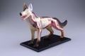 4D VISION Animal Dissection No. 18: Dog Anatomy Model (Re-run) thumbnail 2