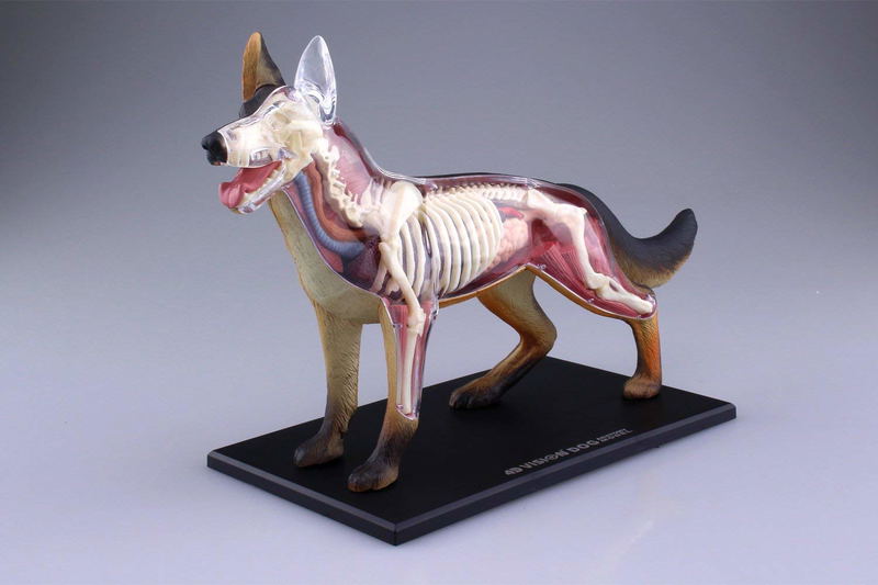 4D VISION Animal Dissection No. 18: Dog Anatomy Model (Re-run) image 2