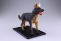 4D VISION Animal Dissection No. 18: Dog Anatomy Model (Re-run) thumbnail 3