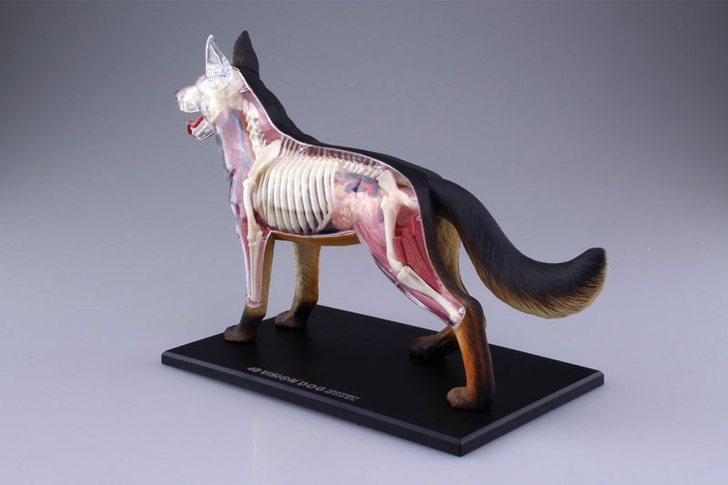 4D VISION Animal Dissection No. 18: Dog Anatomy Model (Re-run) image 4