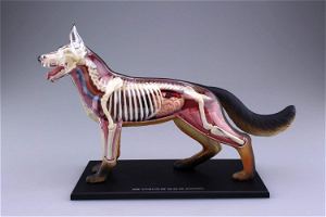 4D VISION Animal Dissection No. 18: Dog Anatomy Model (Re-run)