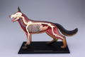 4D VISION Animal Dissection No. 18: Dog Anatomy Model (Re-run) thumbnail 8