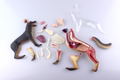4D VISION Animal Dissection No. 18: Dog Anatomy Model (Re-run) thumbnail 9