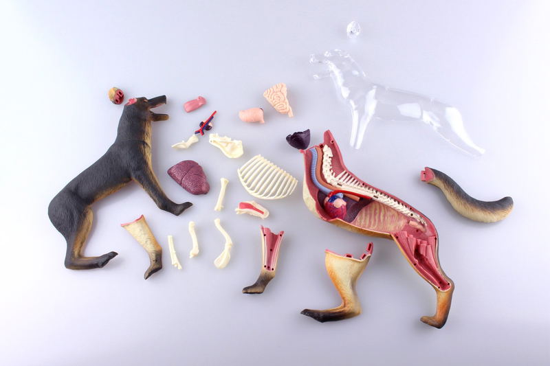 4D VISION Animal Dissection No. 18: Dog Anatomy Model (Re-run) image 9