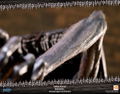 Dark Souls Statue: Mimic Standard Edition thumbnail 37