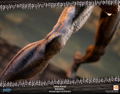 Dark Souls Statue: Mimic Standard Edition thumbnail 38
