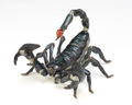 Revoltech Geo Vol.1: Pandinus Imperator thumbnail 2