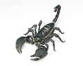 Revoltech Geo Vol.1: Pandinus Imperator thumbnail 3