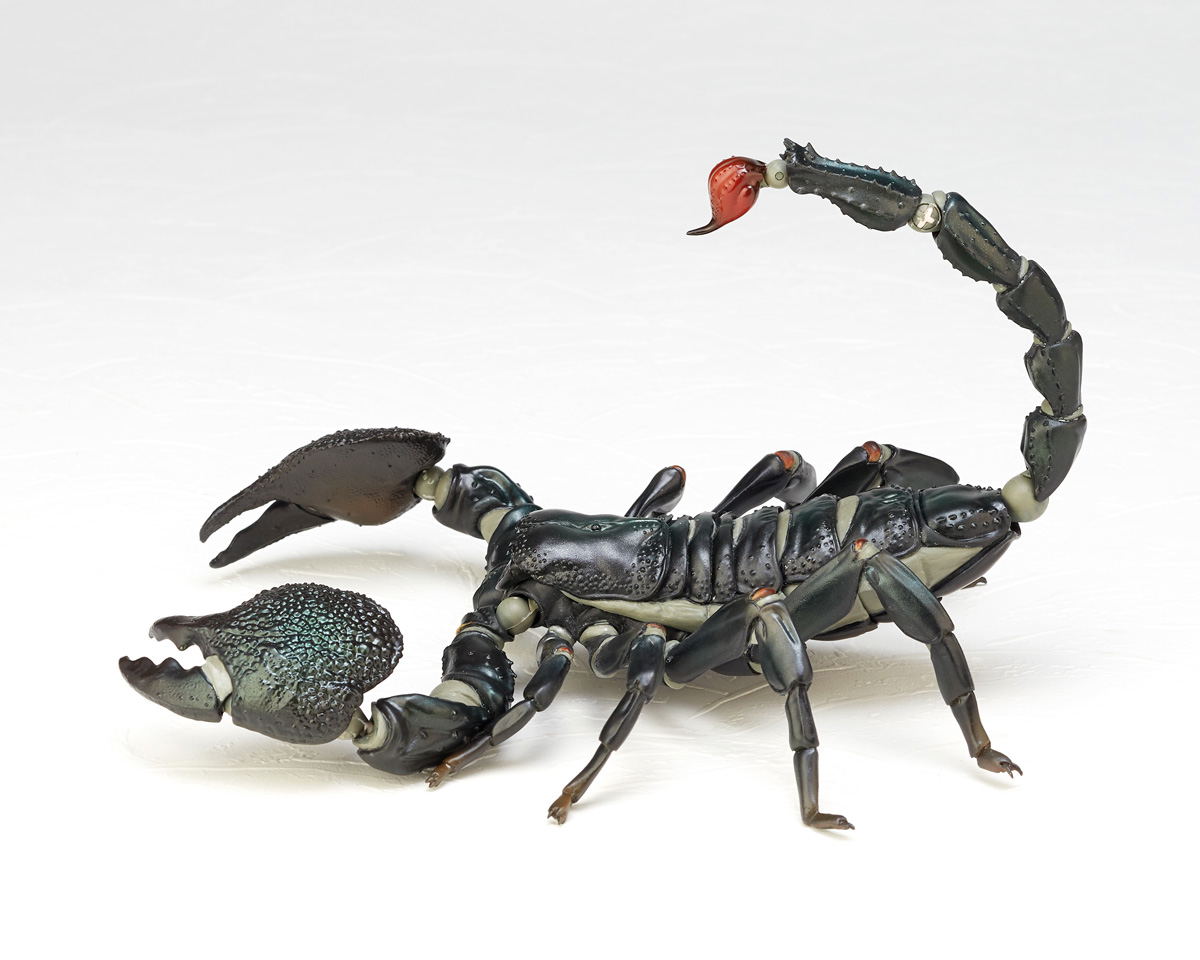 標本 Uganda Mesotopus imperator 80mm 標本 Uganda Mesotopus