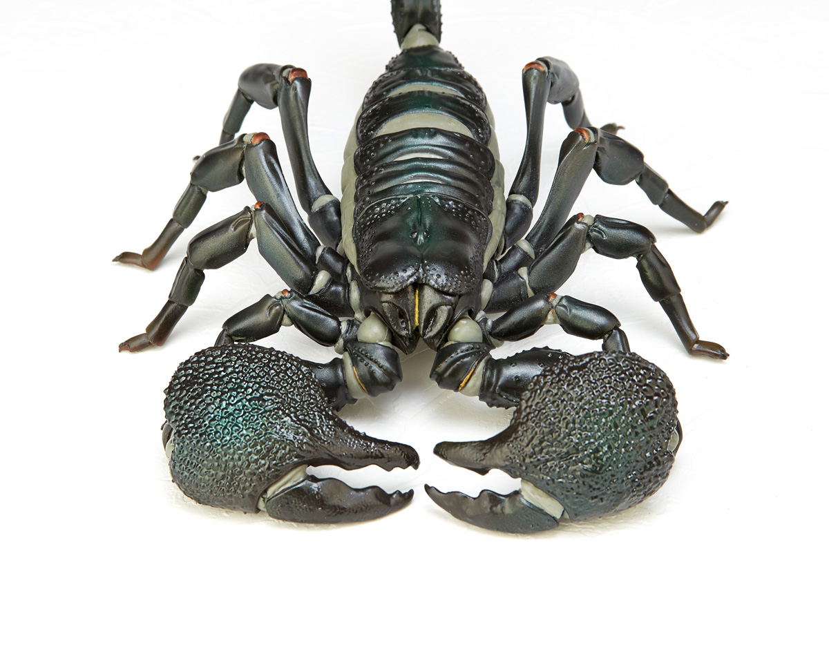 Revoltech Geo Vol.1: Pandinus Imperator