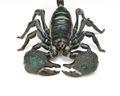 Revoltech Geo Vol.1: Pandinus Imperator thumbnail 6
