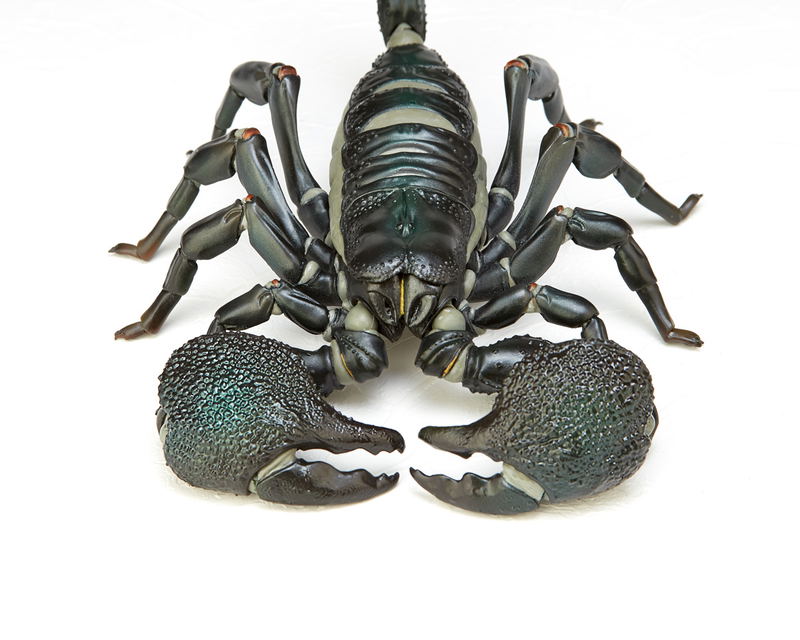 Revoltech Geo Vol.1: Pandinus Imperator image 6