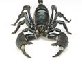 Revoltech Geo Vol.1: Pandinus Imperator thumbnail 7