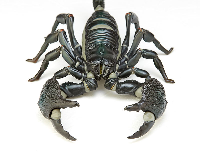 Revoltech Geo Vol.1: Pandinus Imperator image 7
